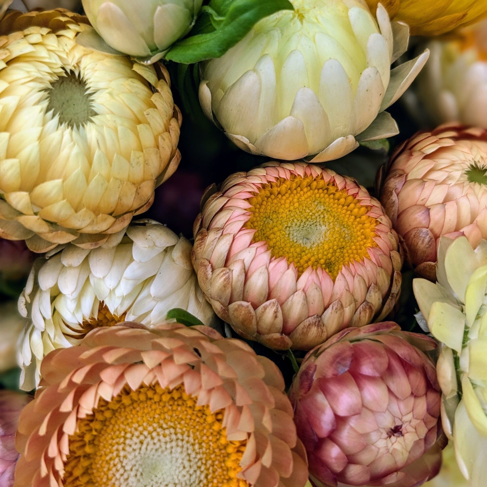 strawflower strawflower